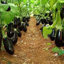 تصویر 2 از فروش بادمجان دلمه ای بزرگ + قیمت خرید بصرفه